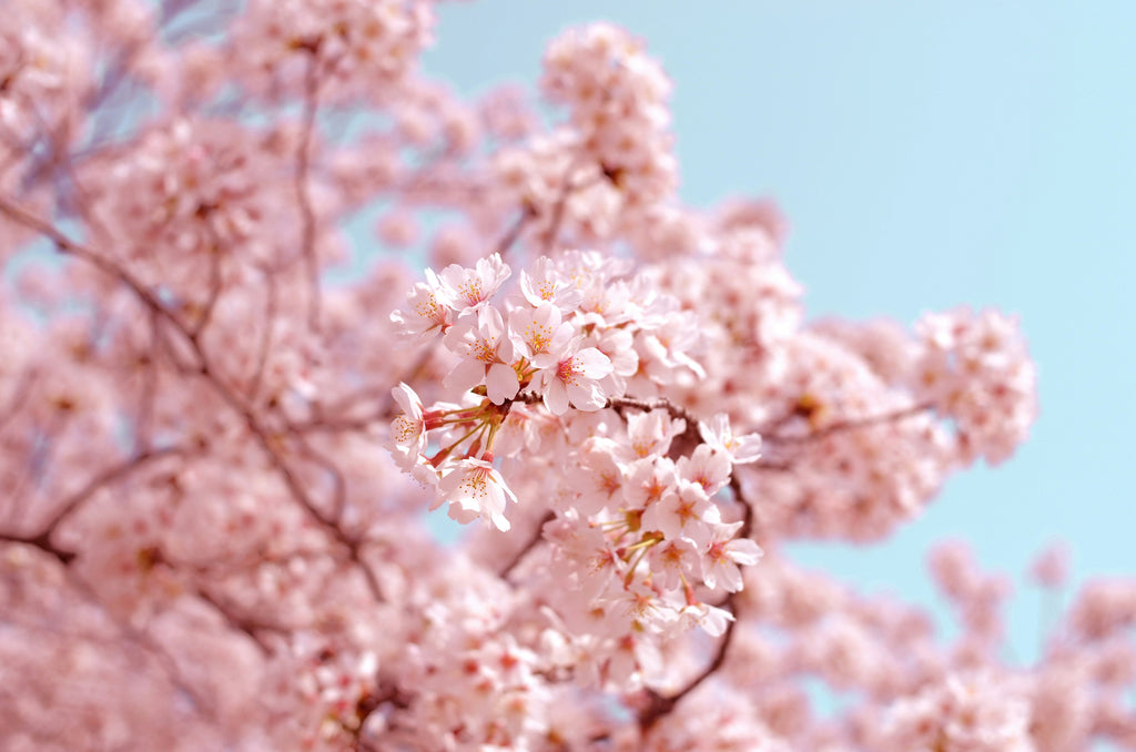 SPRING SALE